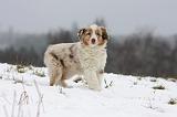 BERGER AUSTRALIEN PUPPIES 498